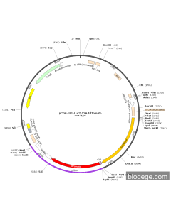 pCDH-EF1-Luc2-T2A-Tdtomato