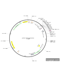 pOTENT-CMV-FLAG-His-Puro