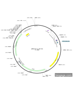 pSilencer 2.1-U6-Neo