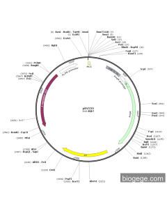 pBV220