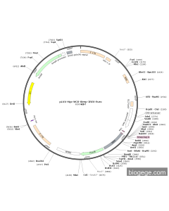 pLVX-Myc-MCS-Strep-IRES-Puro