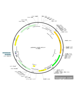 pCDNA3.1-EGFP-GOT1-p