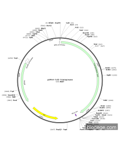 pSP64-Tol2-Transposase