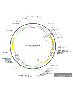 pECMV-3×FLAG-Barx1-m