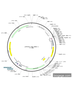 pCDNA3.1-Myc-HisB(+)
