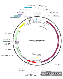 pCRISPR-mCherry-Neo