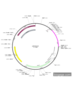 pBV220-EK