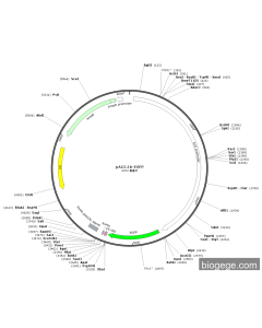 pAC5.1b-EGFP