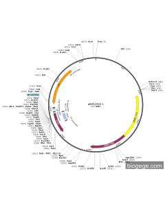 pBBR1MCS-1