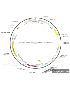 pLVX-TetOne-TRE3GS-ZNF24(human)-hPGK-TetOne-SV40-Puro