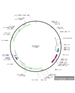 pENTR223.1