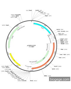 pYM30-ECFP