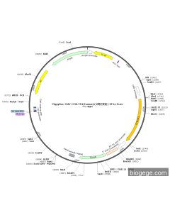 PiggyBac-CMV-CYSLTR1(human)(1synonymous mutations)-EF1a-Puro