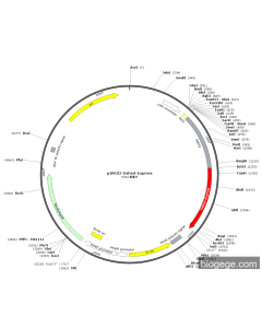 pIRES2-DsRed-Express
