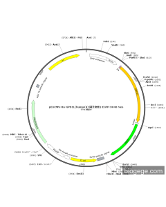 pEnCMV-HA-GPD1L(human)(1synonymous mutations)-EGFP-SV40-Neo