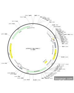 pCDNA3.1-Myc-HisB(-)