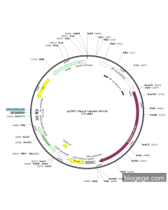 pCDEF-FLAG-β-catenin-S675A