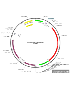 pK19mobSacB-T7 polymerase