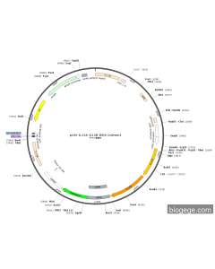 pLVX-IL12A-IL12B-IRES-ZsGreen1