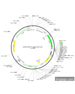 pCMV-EGFP-3×Linker-MCS-Neo