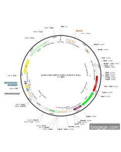 pCDH-CMV-mRFP1-EGFP-LC3B-EF1-Puro