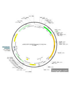 pCMV-EGFP-IGF2BP3(human)-3×FLAG-Neo