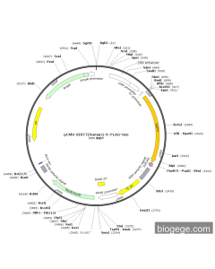 pCMV-SIRT7(human)-3×FLAG-Neo