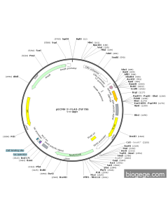 pECMV-3×FLAG-ZNF706
