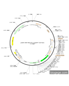 pCDH-CMV-MCS-EF1-CopGFP-T2A-Puro