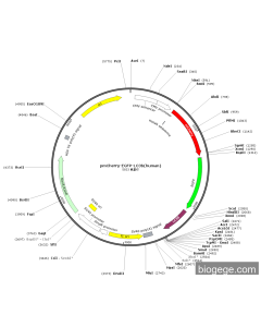 pmCherry-EGFP-LC3b(human)