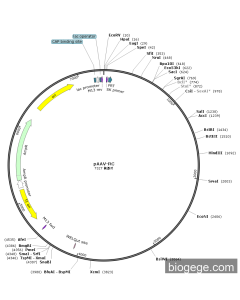 pAAV-RC