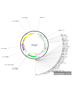 pYBA-1132