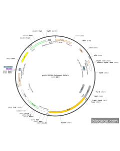 pLVX-TRE3G-ZsGreen1-RIPK1