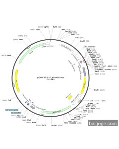 pCMV-T7-3×FLAG-MCS-Neo