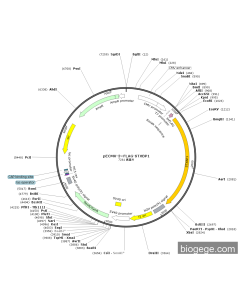 pECMV-3×FLAG-STXBP1