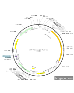 pCMV-Tkt(mouse)-3×FLAG-Neo