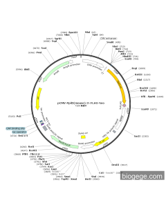 pCMV-Ppil2(mouse)-3×FLAG-Neo