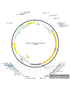 pCMV-3×FLAG-SENP1(human)