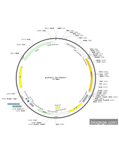 pCDNA3.1-Zeo-GPR35-r