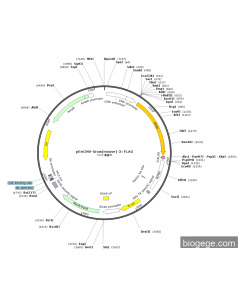 pEnCMV-Gnas(mouse)-3×FLAG
