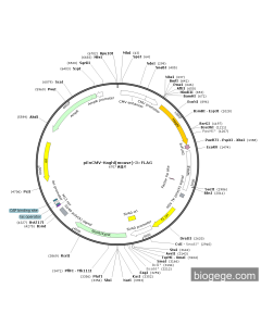 pEnCMV-Haghl(mouse)-3×FLAG