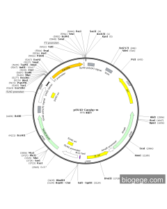 pSV40-Cacybp-m