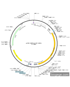 pCMV-AMPKα1(28-1680)