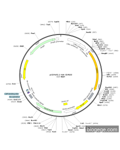 pCDNA3.1-HA-CERS3