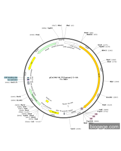 pEnCMV-HLTF(human)-3×HA