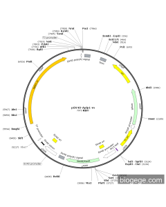pSV40-Aplp1-m