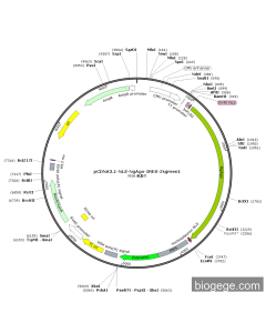 pCDNA3.1-NLS-NgAgo-IRES-Zsgreen1