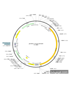 pECMV-3×FLAG-EGFIAM