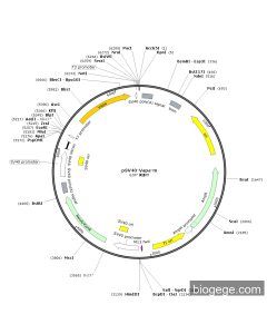 pSV40-Vapa-m