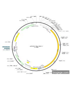 pCDNA3.1-Myc-GluA1-r